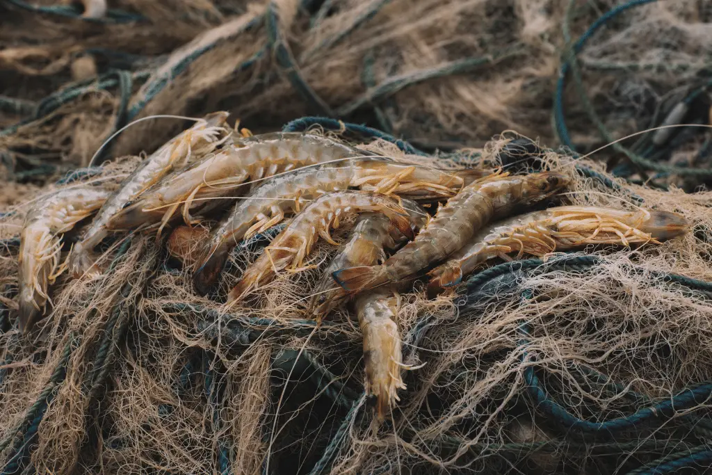 Catch Shrimp with a Cast Net