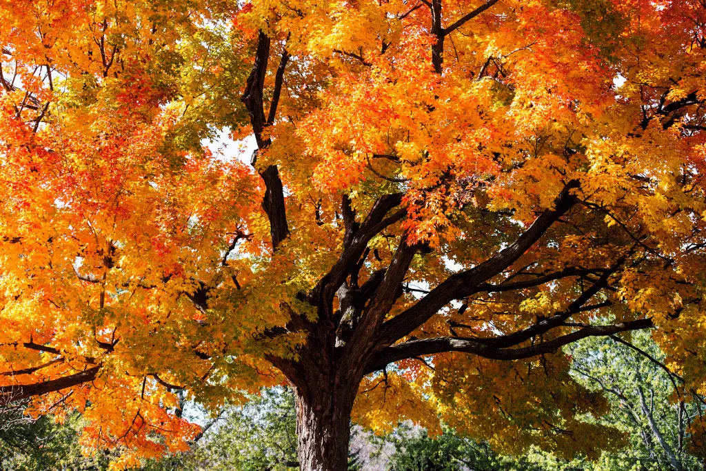 How to Prune Maple Trees