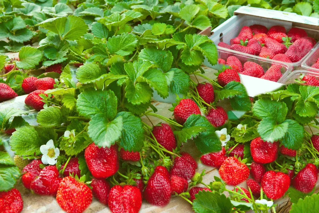 When is the Best Time to Transplant Strawberries