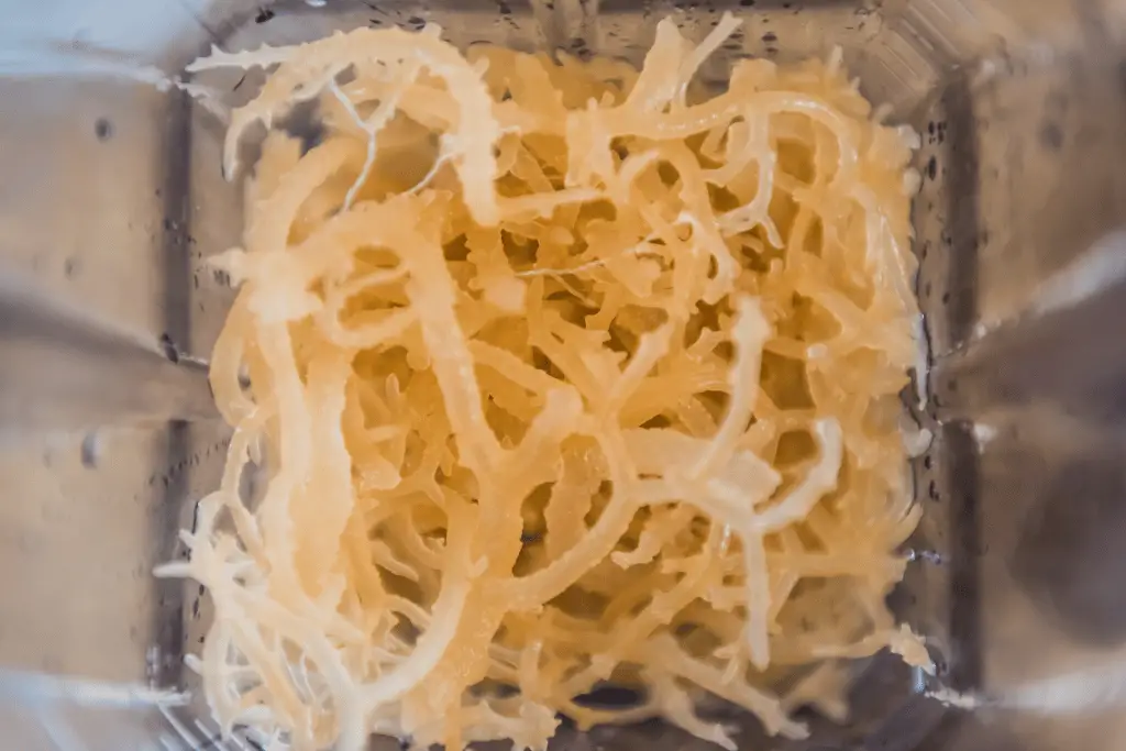 best time to take sea moss