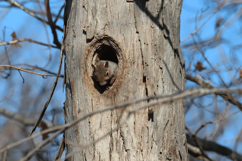 squirrel hole