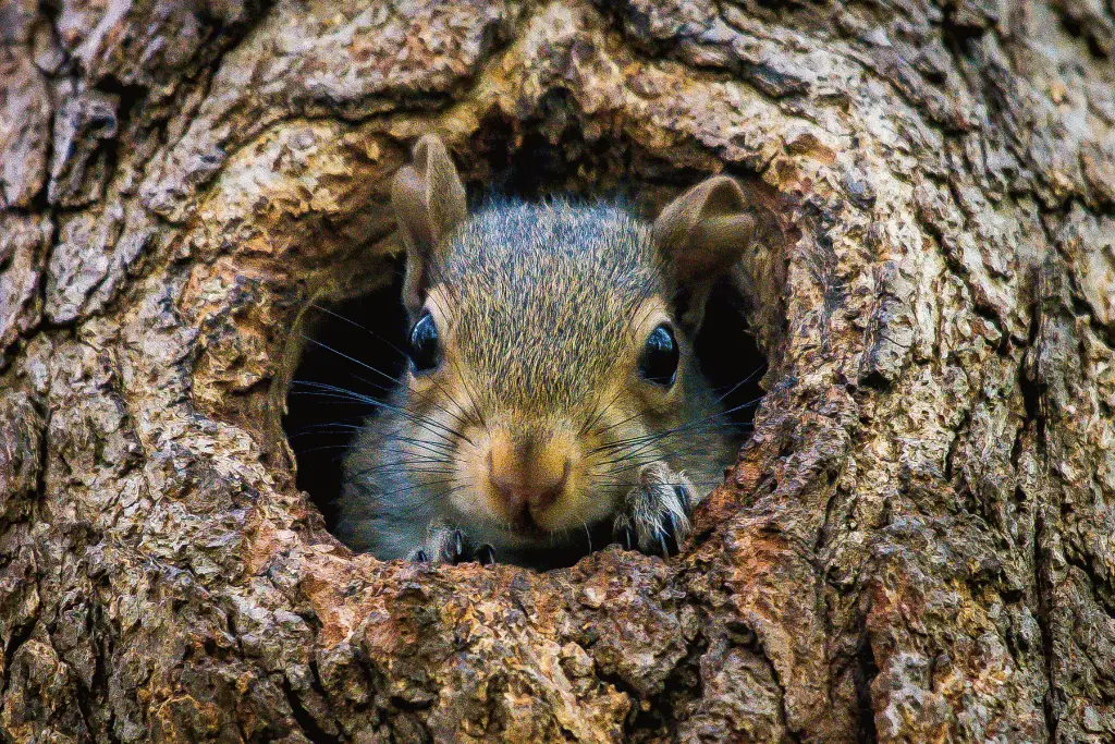 when is the best time to seal a squirrel hole