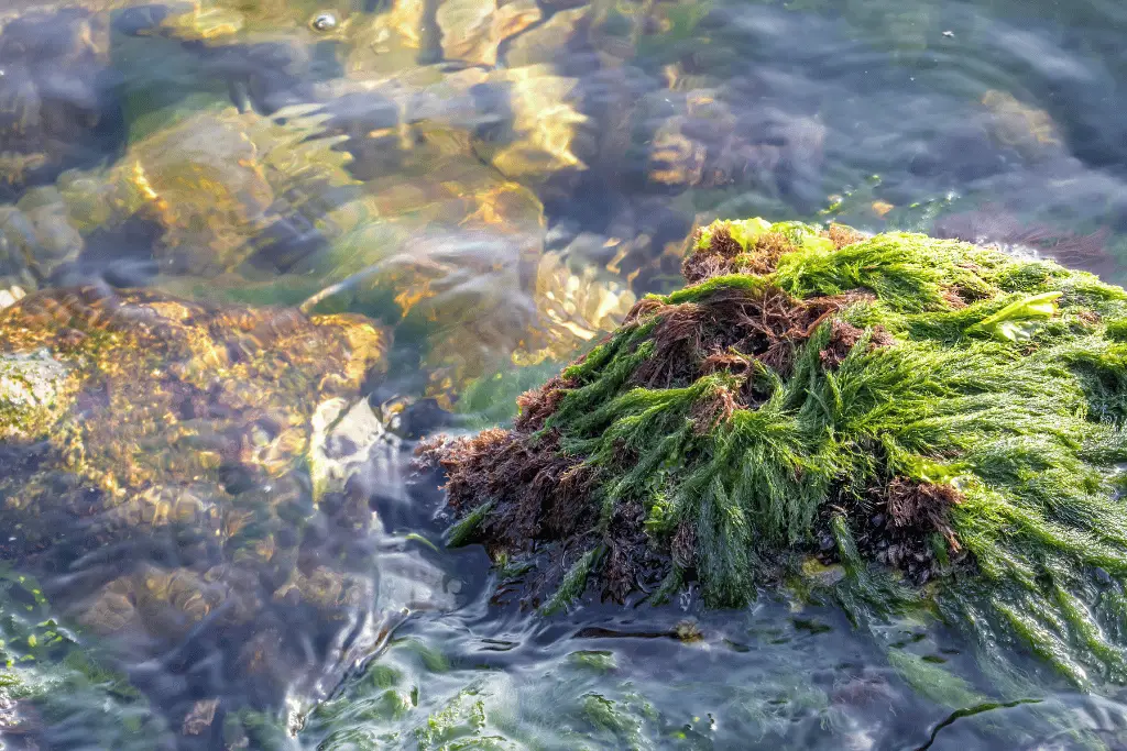 when is the best time to take sea moss?