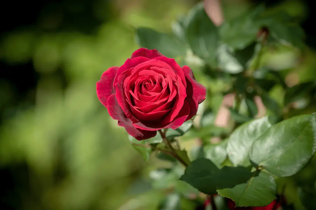 when is the best time to transplant roses