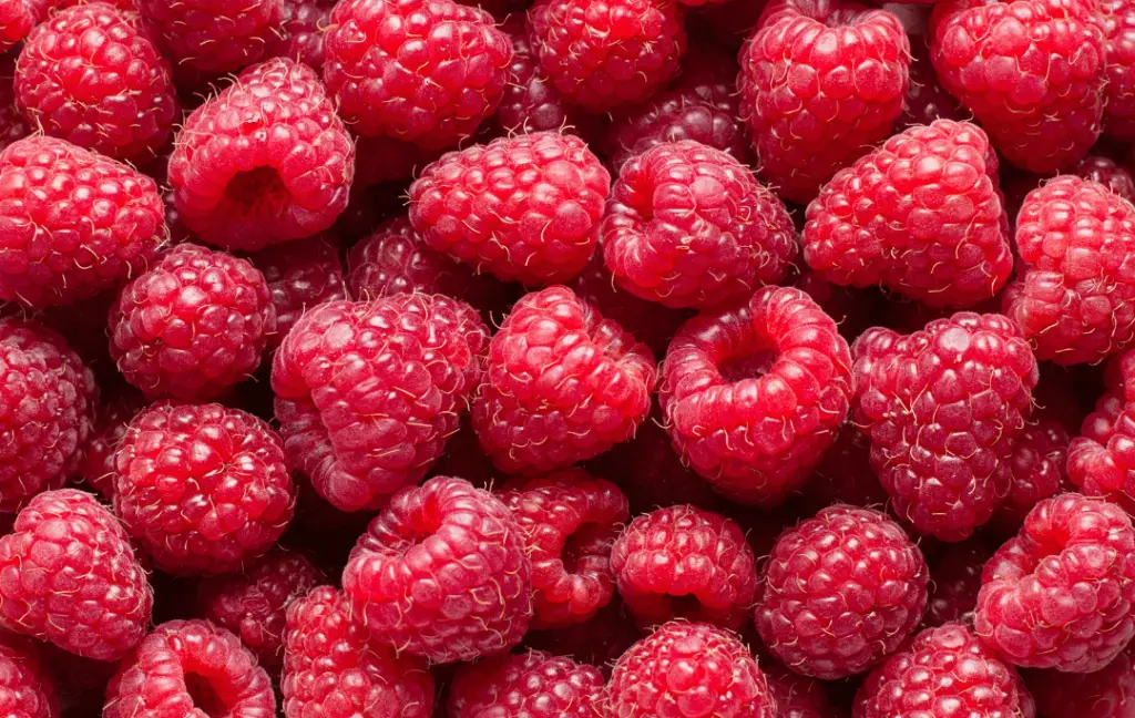 Caring for Established Raspberry Plants