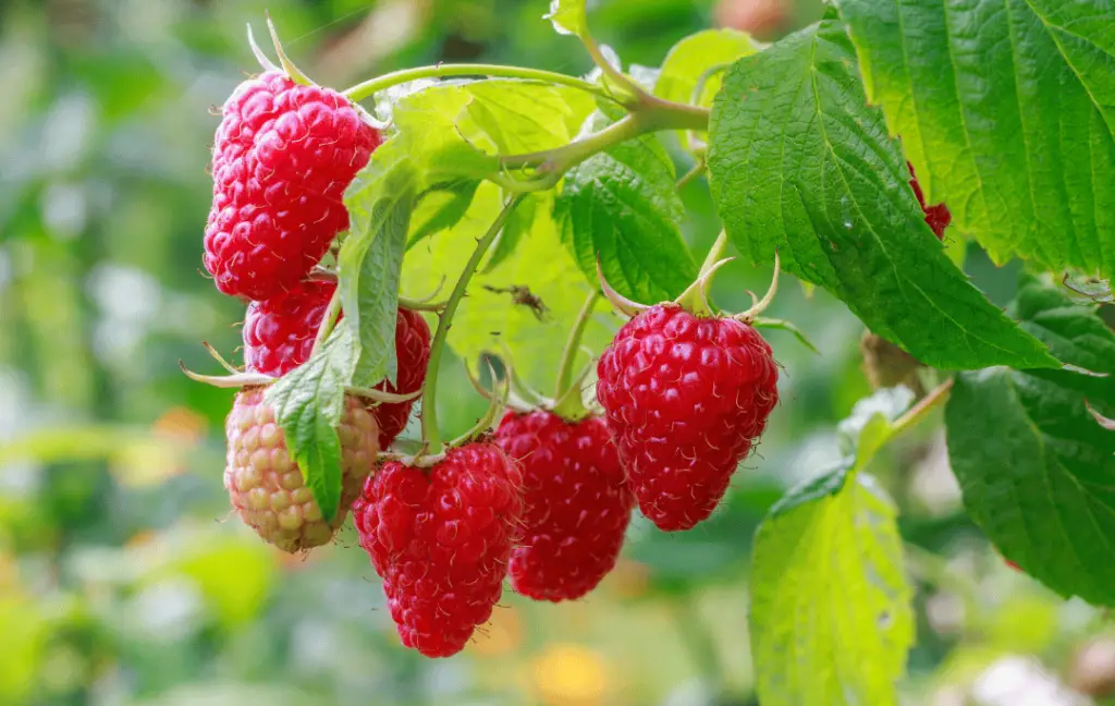 Transplanting Ever-Bearing Raspberries