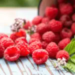 When is the Best Time to Transplant Raspberries
