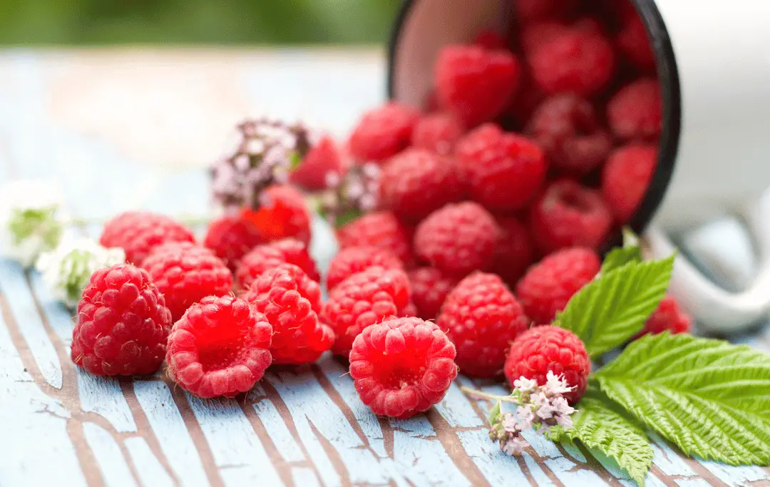When is the Best Time to Transplant Raspberries